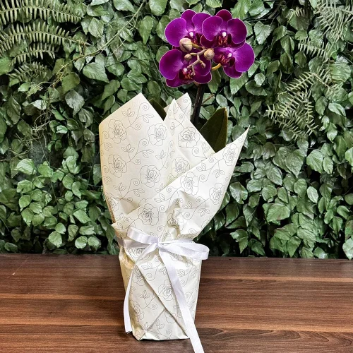 Ilustre Mini Orquídea Phalaenopsis Lilás - Imagem 4