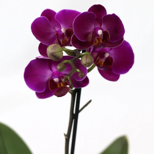 Ilustre Mini Orquídea Phalaenopsis Lilás - Imagem 3