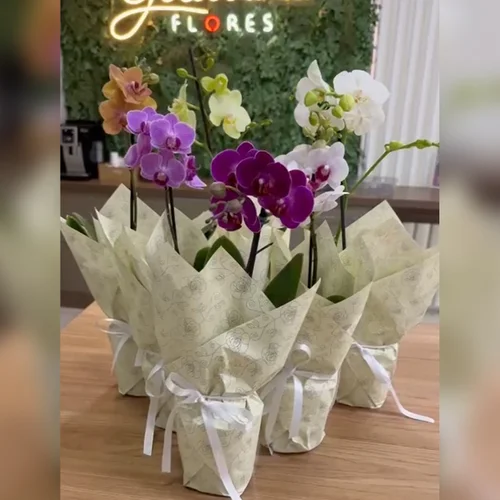 Ilustre Mini Orquídea Phalaenopsis Lilás - Imagem 2