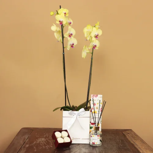 Orquídea Amarela no Box Branco e Linha Aromática - Imagem 3