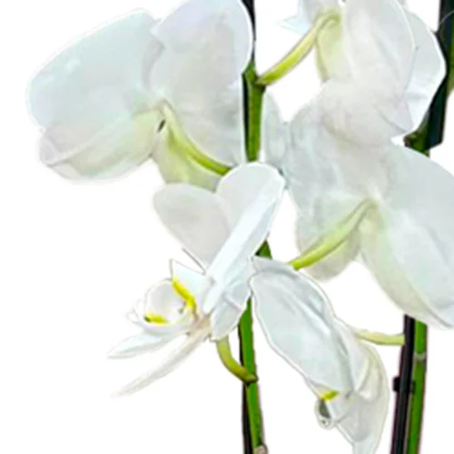 Orquídea Phalaenopsis Branca Garbo - Imagem 2