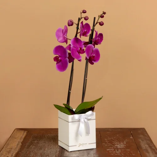 Orquídea Phalaenopsis Pink Box Primor - Imagem 3