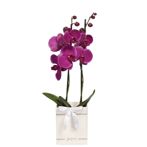 Orquídea Phalaenopsis Pink Box Primor - Imagem 2